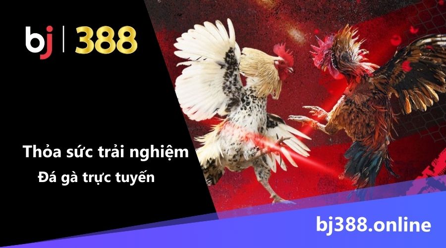 Trải nghiệmcác trận đá gà tại BJ388