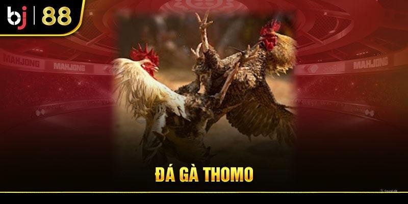 Đá gà Thomo