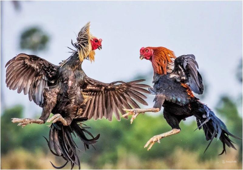 Đá gà mạng